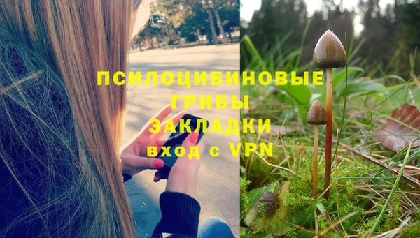 прущие грибы Армянск